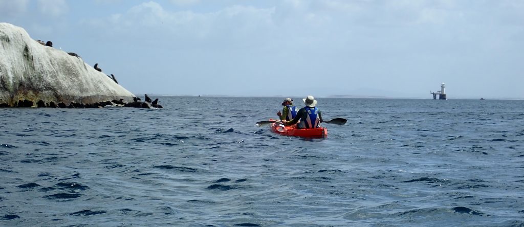 paddle experience - cape fur seals on Arc Rock with Roman Rock Lighthouse in the distance.